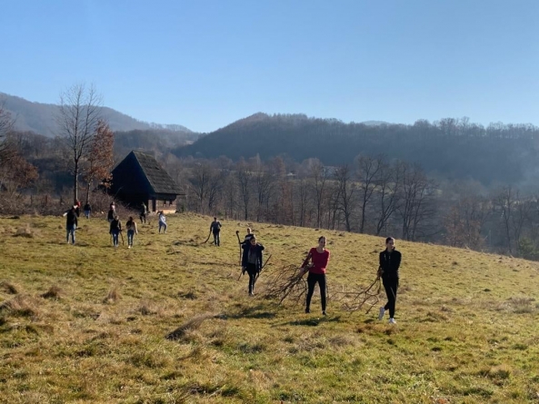 Proiect nou la Muzeul Maramureșan: ”Împrejmuim Muzeul satului maramureșean – curățiri arboricole și plantări de puieți de molid”