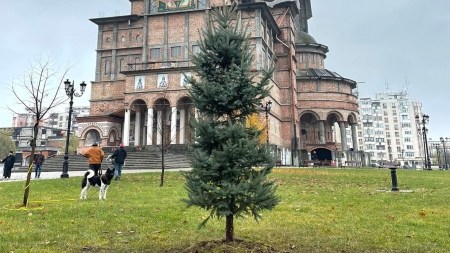 Mărturie peste veacuri: Un brad argintiu de patru metri a fost plantat în curtea Catedralei; Acesta va fi împodobit an de an