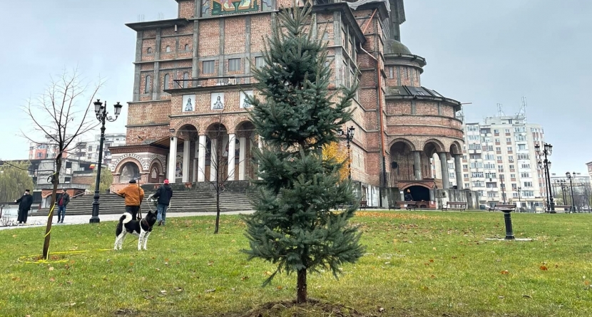 Mărturie peste veacuri: Un brad argintiu de patru metri a fost plantat în curtea Catedralei; Acesta va fi împodobit an de an