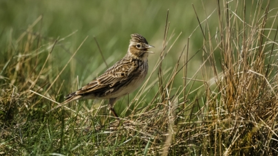 25 de specii de păsări nu mai pot fi vânate în România, după o decizie judecătorească. Pe listă sunt ciocârlii, coțofene sau grauri