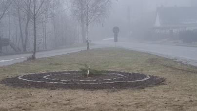 Lipsă de bun simț: În Baia-Sprie s-a furat brăduțul plantat pe rondoul aflat în zona Flotației. Ce spun autoritățile locale! (FOTO)