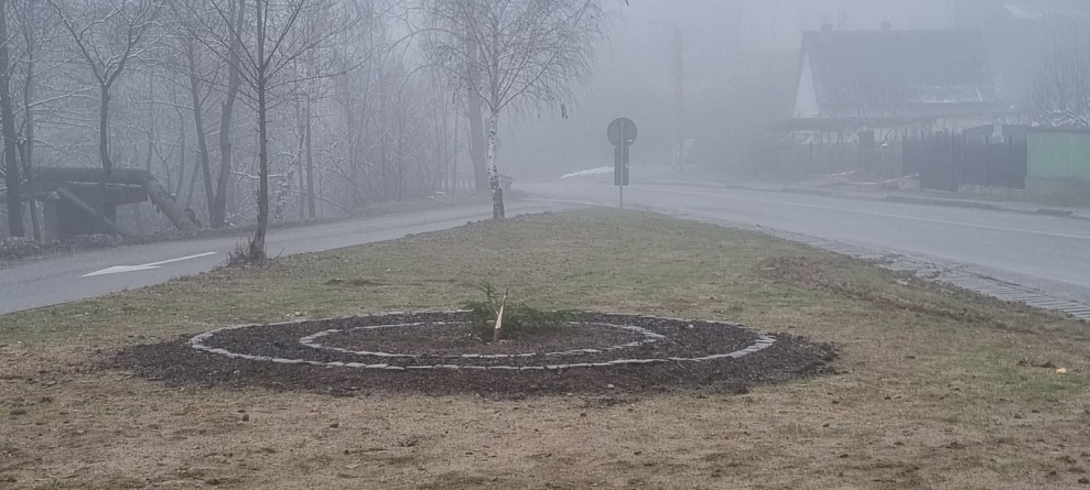 Lipsă de bun simț: În Baia-Sprie s-a furat brăduțul plantat pe rondoul aflat în zona Flotației. Ce spun autoritățile locale! (FOTO)