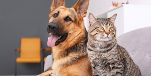 Fii tu acel ajutor: Fight For Animals Baia Mare, cunoscuta asociație care apără drepturile necuvântătoarelor, te invită la târg de adopții și colectă de hrană!