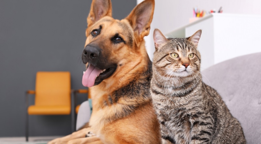 Fii tu acel ajutor: Fight For Animals Baia Mare, cunoscuta asociație care apără drepturile necuvântătoarelor, te invită la târg de adopții și colectă de hrană!
