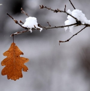 Martori la întâlnirea anotimpurilor: În regiunea Maramureș informare meteorologică de vreme rea valabilă în weekend. Vezi aici anunțul ANM!