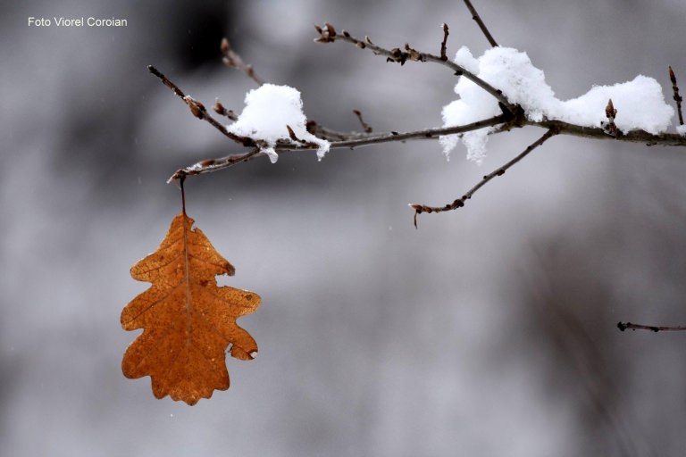 Martori la întâlnirea anotimpurilor: În regiunea Maramureș informare meteorologică de vreme rea valabilă în weekend. Vezi aici anunțul ANM!