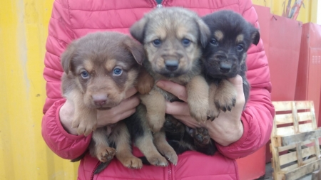 Pentru toți sunt sărbători: În județul Maramureș în beneficiul micilor necuvântătoare o mobilizare înainte de Crăciun. Ce cadouri au primit animăluțele! (FOTO)