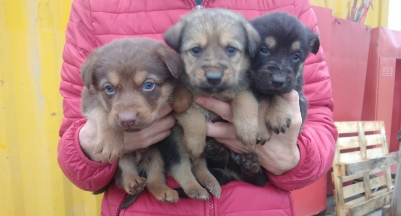 Pentru toți sunt sărbători: În județul Maramureș în beneficiul micilor necuvântătoare o mobilizare înainte de Crăciun. Ce cadouri au primit animăluțele! (FOTO)