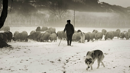 Aducere aminte: În Lăpuș, urcatul orilor în munte avea loc și iarna; „Staoluʼ de iarnă se făcea înalt tare, ca să nu poată sări lupii”