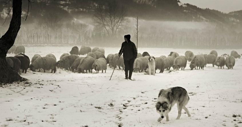Aducere aminte: În Lăpuș, urcatul orilor în munte avea loc și iarna; „Staoluʼ de iarnă se făcea înalt tare, ca să nu poată sări lupii”