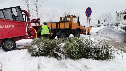 În Târgu Lăpuș se desfășoară Campania de colectare a brazilor de Crăciun