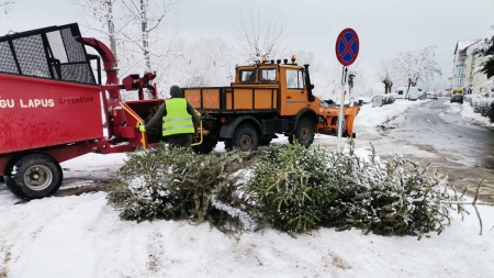 În Târgu Lăpuș se desfășoară Campania de colectare a brazilor de Crăciun