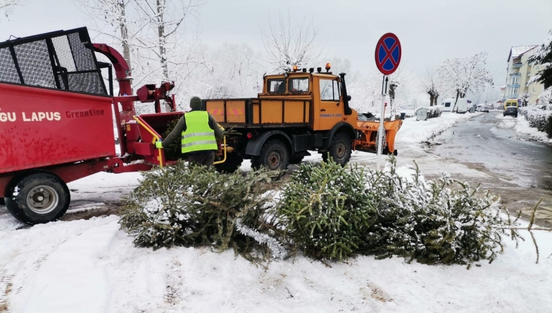 În Târgu Lăpuș se desfășoară Campania de colectare a brazilor de Crăciun