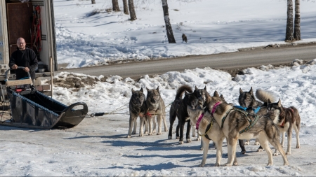 Experiență inedită prin peisaje de vis: În Maramureș te poți plimba cu sania trasă de câini (FOTO)