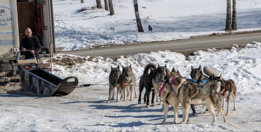 Experiență inedită prin peisaje de vis: În Maramureș te poți plimba cu sania trasă de câini (FOTO)