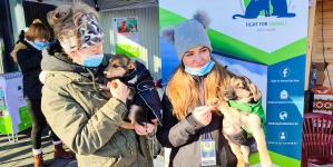Special Fight For Animals: În județul Maramureș acțiunea prietenilor noștri este clar succes veritabil! Patru adopții locale, plus hrană și așternuturi! (FOTO)