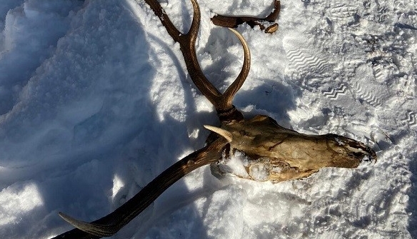 Vișeu de Sus: Arme de vânătoare, cartușe, coarne de cerb și altele au fost descoperite în urma unor percheziții