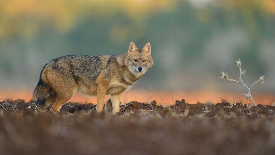 Iarna și apariția spectaculoasă: În județul Maramureș lângă municipiul Sighetu Marmației un animal sălbatic remarcat și filmat la vânătoare de șoareci! (VIDEO)