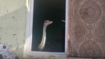 Din țară: Bărbat amendat pentru că creștea un struț într-un apartament