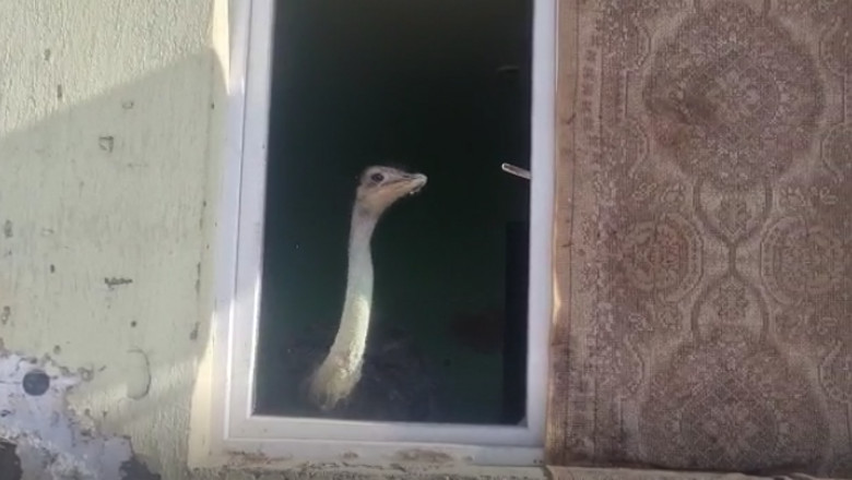 Din țară: Bărbat amendat pentru că creștea un struț într-un apartament