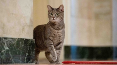 Ea este felina prezidențială: Willow sau pisica din familia Biden s-a mutat cu jucăriile ei cu tot la Casa Albă! Iată cât de arătoasă este!