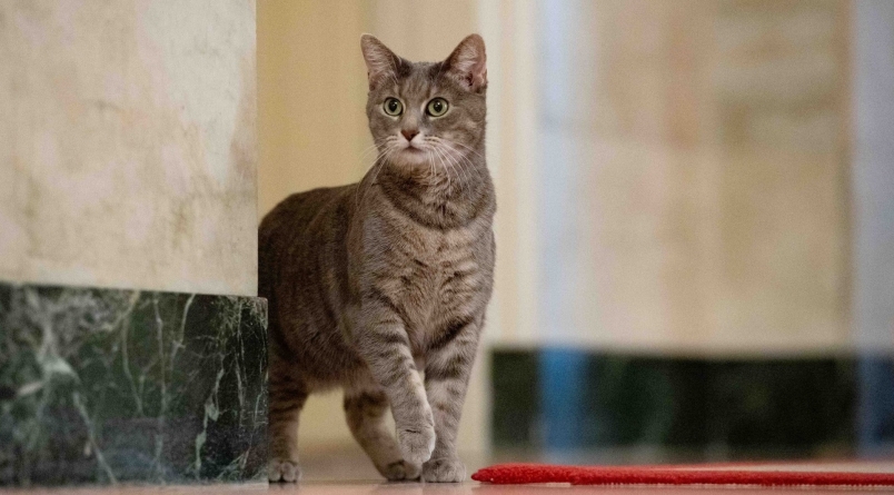 Ea este felina prezidențială: Willow sau pisica din familia Biden s-a mutat cu jucăriile ei cu tot la Casa Albă! Iată cât de arătoasă este!