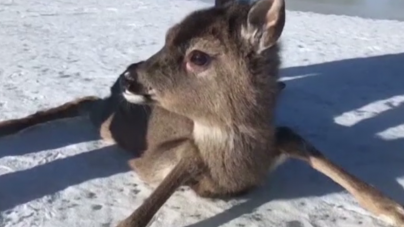 Un maramureșean a salvat viața unui pui de căprioară; Cum s-a petrecut totul