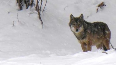 Lupi surprinși în Groșii Țibleșului; „Suntem zonă de munte, asta e. Coboară și ei din pădure, ar mânca ceva” (VIDEO)