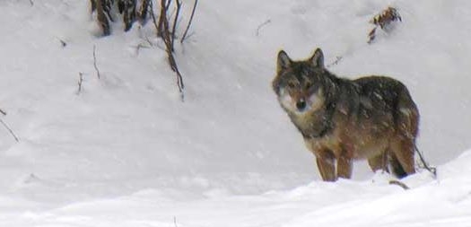 Lupi surprinși în Groșii Țibleșului; „Suntem zonă de munte, asta e. Coboară și ei din pădure, ar mânca ceva” (VIDEO)