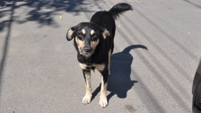 De mâine, în Baia Sprie: Câinii lăsați liberi vor fi ridicați, iar proprietarii amendați