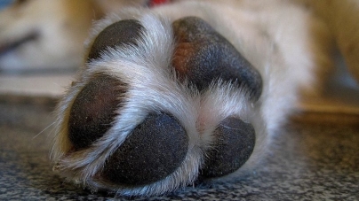 Câini otrăviți în localitatea Oarța de Sus