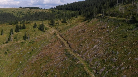 Cazul Ocolul Silvic Poieni: În județul Maramureș, s-au constatat 20 infracțiuni, s-au aplicat și 50 sancțiuni, valoarea totală 174.500 lei! Raport de la Mediu!