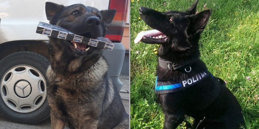Exclusiv DirectMM: Eficiență Admirabilă: Câinii polițiști maramureșeni au realizat azi o nouă captură importantă! Vis și Teba au adulmecat țigările din mașină!