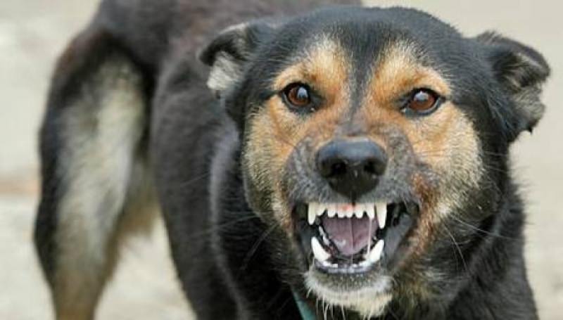 Săcălășeni: Acțiune în domeniul protecției animalelor; Ce amenzi s-au dat