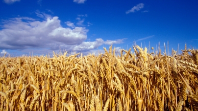 Ucraina discută cu România posibilitatea de a-și exporta produsele agricole prin portul Constanța