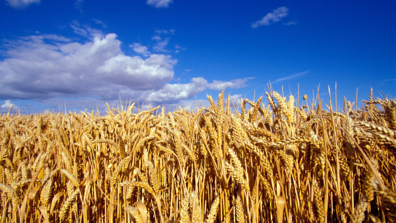 Ucraina discută cu România posibilitatea de a-și exporta produsele agricole prin portul Constanța