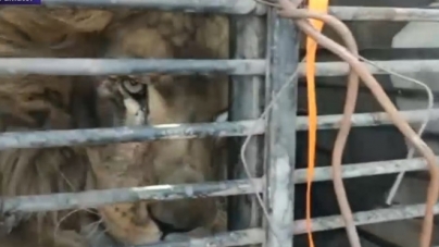 Animale de la grădini zoologice din Ucraina, aduse în România