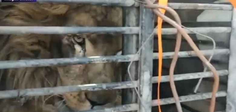 Animale de la grădini zoologice din Ucraina, aduse în România