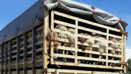 Acțiune pentru verificarea legalității transportului de animale vii; Pentru neregulile găsite s-au dat amenzi de peste 5.000 de lei