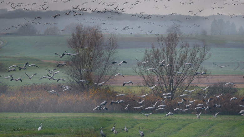 Noua invenție a propagandei ruse: Păsări migratoare antrenate în Ucraina, pentru a trimite „arme biologice” în Rusia
