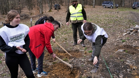 Campanie benefică pentru mediu: În județul Maramureș interes important al celor din generația tânără, la acțiunea de împădurire, derulată în această primăvară!