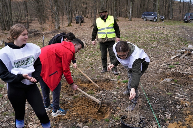 Campanie benefică pentru mediu: În județul Maramureș interes important al celor din generația tânără, la acțiunea de împădurire, derulată în această primăvară!