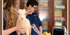Călin Bota: Cabinetele veterinare trec în administrarea primăriilor!