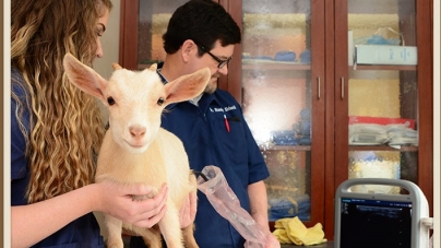 Călin Bota: Cabinetele veterinare trec în administrarea primăriilor!