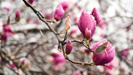 Vremea exactă în Maramureș, vineri, 31 martie