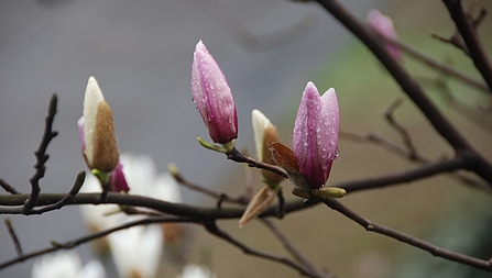 Vremea exactă în Maramureș, sâmbătă, 2 aprilie