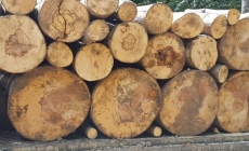 Arbori tăiați ilegal în Borșa, poliția caută făptașii