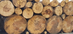 Arbori tăiați ilegal în Borșa, poliția caută făptașii