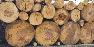 Arbori tăiați ilegal în Borșa, poliția caută făptașii