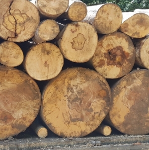 Arbori tăiați ilegal în Borșa, poliția caută făptașii